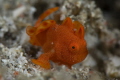   This very young frog fish was about 3mm length. Difficult shot. Image taken Anilao Philippines length shot  